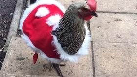 养鸡吃瓜,揭秘农业循环经济的创新实践