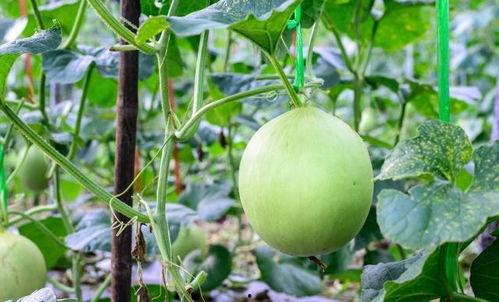 吃瓜嗓子痒还可以吃吗,嗓子痒时吃瓜的利弊分析