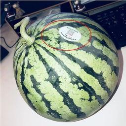 网红求瓜吃,一场视觉与味蕾的双重盛宴