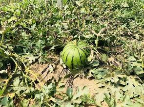 为什么吃瓜吃的太累了,揭秘过度“吃瓜”背后的身心疲惫