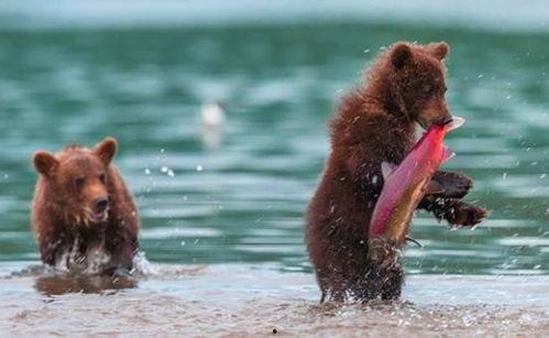 吃瓜小熊搬家视频,温馨瞬间，萌态十足